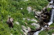 Bearwatching Hiking Day Tour in High Tatras from Poprad