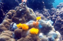 Bubblemaker, diving for youngsters, 8 and 9 years old ( Start at Ko Kut)