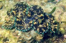 Discover Scuba Diving, try dive for beginners ( Start at Ko Kut)
