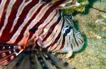 Discover Scuba Diving, try dive for beginners ( Start at Ko Kut)