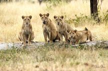 4 Days Joining group budget camp Safari in Serengeti , Ngorongoro and Tarangire