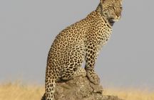 4 Days Joining group budget camp Safari in Serengeti , Ngorongoro and Tarangire