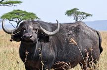 4 Days Joining group budget camp Safari in Serengeti , Ngorongoro and Tarangire