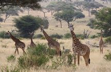 Affordable Short Tanzania Safari (2 Days Camping Safari)