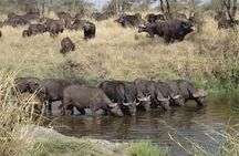 6 Day Mid-range Serengeti, Ngorongoro, Lake Manyara and Tarangire National Park