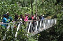 4-Day Rwanda Gorilla trek, Chimp & Lake Kivu exploration