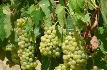 Gourmet Wine Tour San Gimignano Wine Tasting - San Quirico Winery