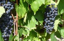 Gourmet Wine Tour San Gimignano Wine Tasting - San Quirico Winery