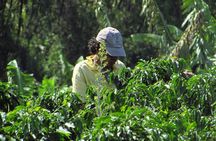 Coffee tour in the heart of the coffee region