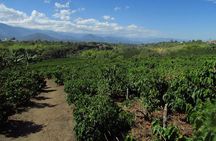Coffee tour in the heart of the coffee region