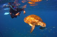 Snorkeling Tour with Sea Turtles and Stingrays