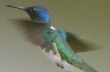Bird-Watching and Wildlife Tour