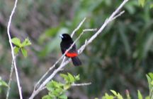 Bird-Watching and Wildlife Tour