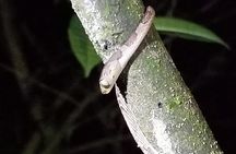 Night Tour in Nuevo Arenal