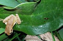 Night Tour in Nuevo Arenal
