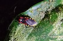 Night Tour in Nuevo Arenal