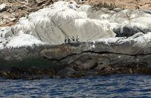 Penguins Watching Navigation Cachagua Island & Lunch From STGO