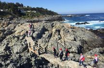 Zapallar Walking & Bird Watching Penguins From Valpo.Private Tour