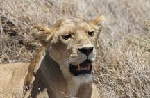8 Day private wildebeest migration safari Serengeti Ngorongoro