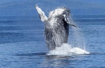 Humpback Whale and Dolphin Watch in Kona