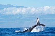Humpback Whale and Dolphin Watch in Kona