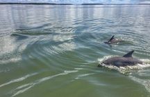 Private Hilton Head Dolphin Tour with Waterfront Dining Stop 