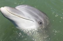 Private Hilton Head Dolphin Tour with Waterfront Dining Stop 