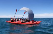 Oarsome Marine Reserve Kayak Tour