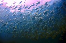 Snorkeling ( start at Ko Kut)