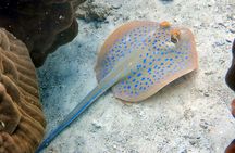 Night dive from the beach ( Start at Ko Kut)