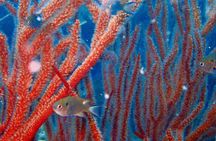 Dive trip with 2 dives (start from Ko Kut)