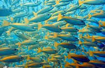 Dive trip with 2 dives (start from Ko Kut)