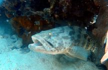 Dive trip with 2 dives (start from Ko Kut)