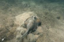 Dive trip with 2 dives (start from Ko Kut)
