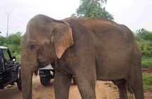 Elephant Transit Home Udawalawe with Jeep safari from Colombo