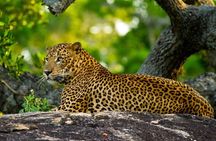 Yala Safari from Hambantota Port by BTM - Private & All Inclusive