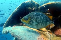 Snorkeling ( start at Ko Kut)