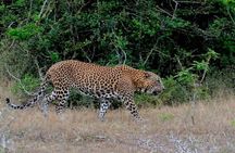 Yala Safari Private Day Trip with Return Transport -All Inclusive