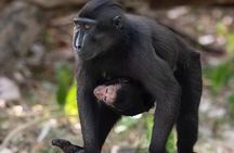 Sulawesi Tangkoko National Park Private Tour