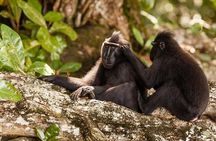 Sulawesi Tangkoko National Park Private Tour