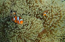 Best Seller - Surin Islands Snorkeling Trip from Khao Lak