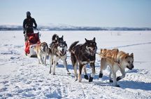 Husky Ride Private Tour from Krakow 