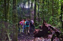 Full-Day Brownsberg Nature Park Tour