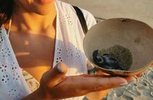 Baby Turtle Release