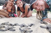 Baby Turtle Release