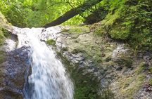 4x4 Jungle Safari to Waterfall & Delicious Rainforest Lunch