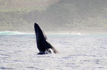 RAFT ADVENTURE - Whale Watch Discovery