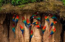 Chuncho macaw clay lick full day