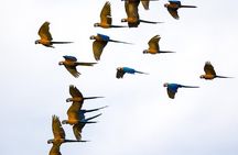 Chuncho macaw clay lick full day