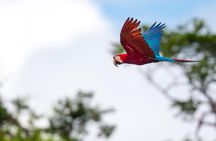 Chuncho macaw clay lick full day